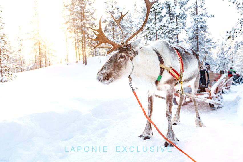 Voyage Laponie Finlande noël 2023 2024 tout inclus tout compris séjour activités
