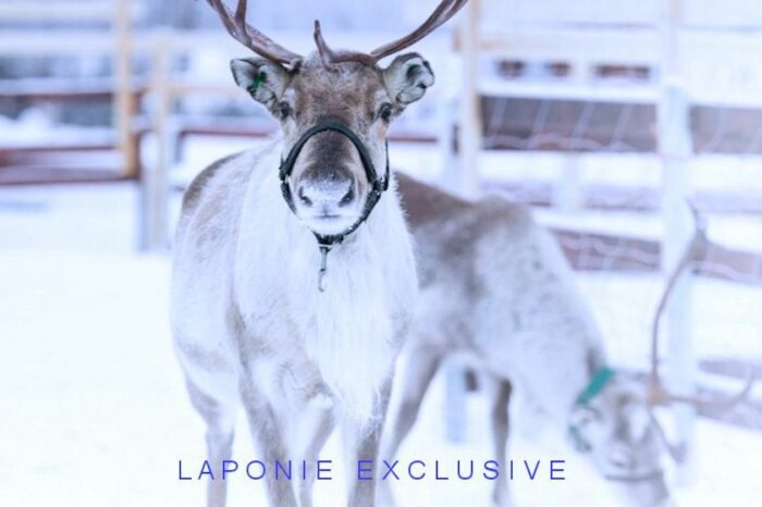 Voyage Noël 2023, Laponie Père Noël et Multi-Activités, 6 jours
